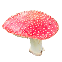 Amanita muscaria mushroom. A red mushroom with white spots.